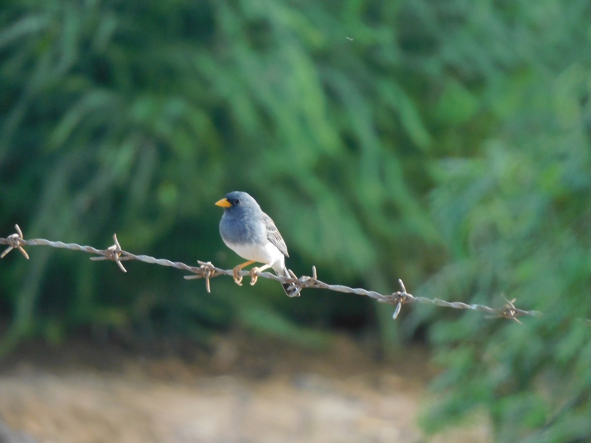 Band-tailed Sierra Finch - ML613410059