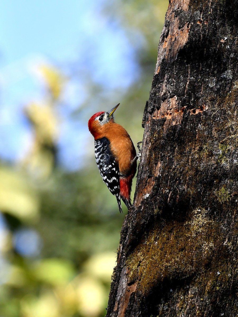Rufous-bellied Woodpecker - ML613410082