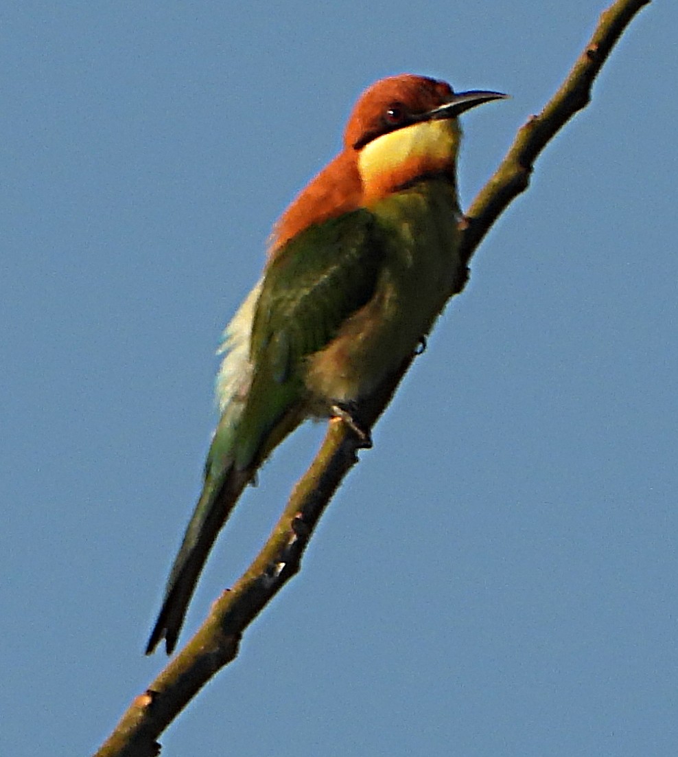 Chestnut-headed Bee-eater - ML613410116