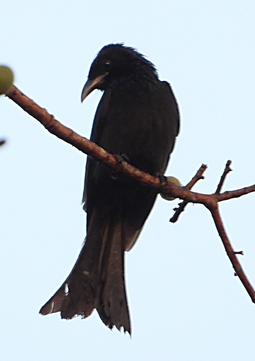 Hair-crested Drongo - ML613410133