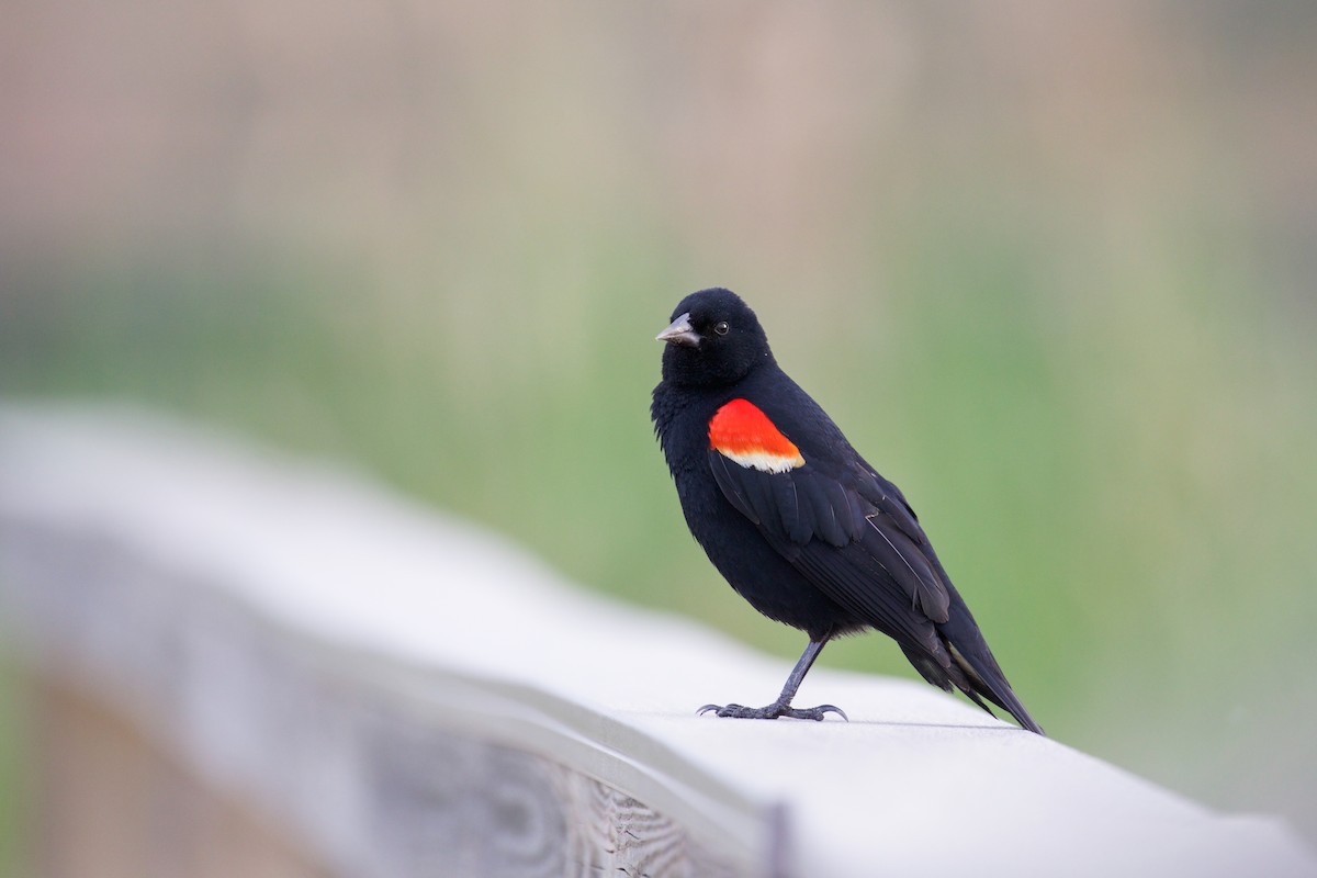 Red-winged Blackbird - Gates Dupont