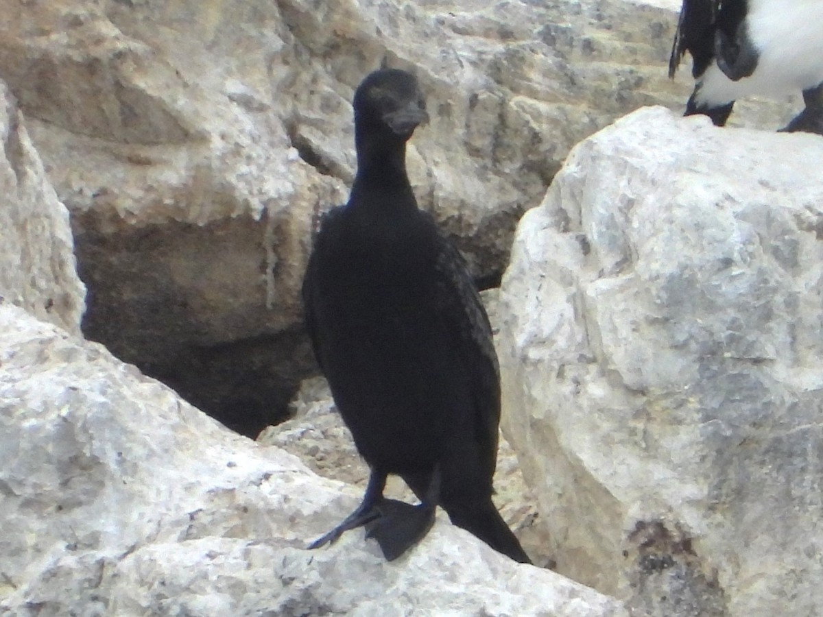Little Black Cormorant - ML613410267