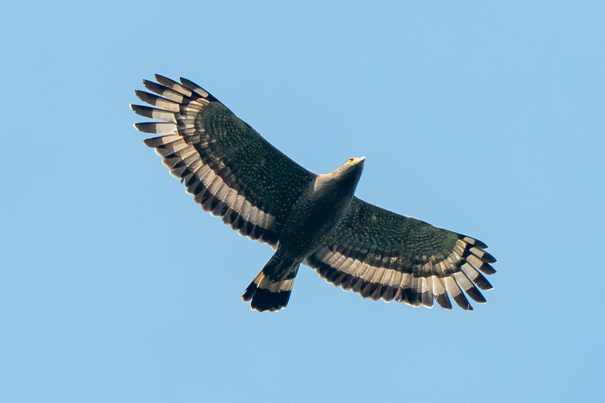 Crested Serpent-Eagle - ML613410284