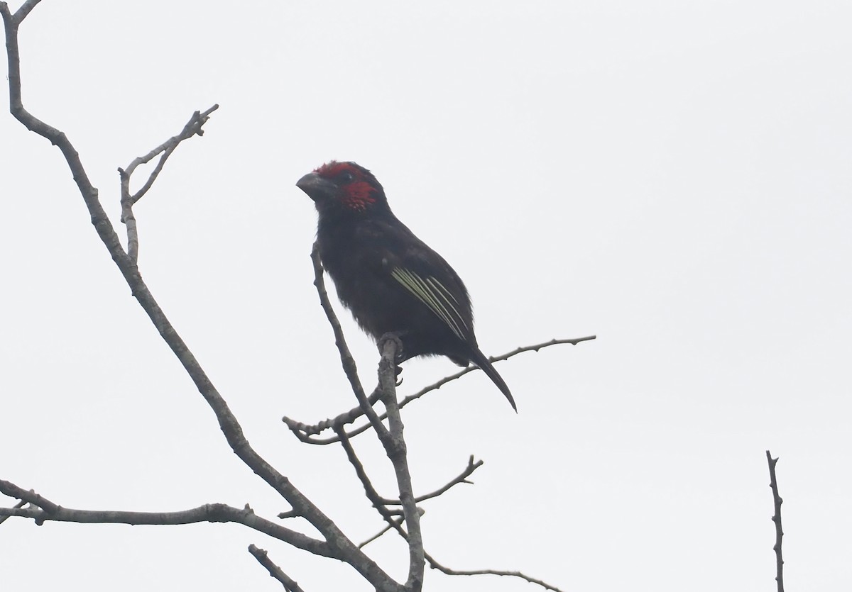 Red-faced Barbet - ML613410285