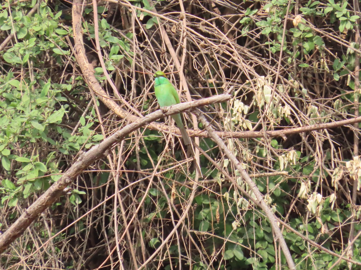 Asian Green Bee-eater - ML613410410
