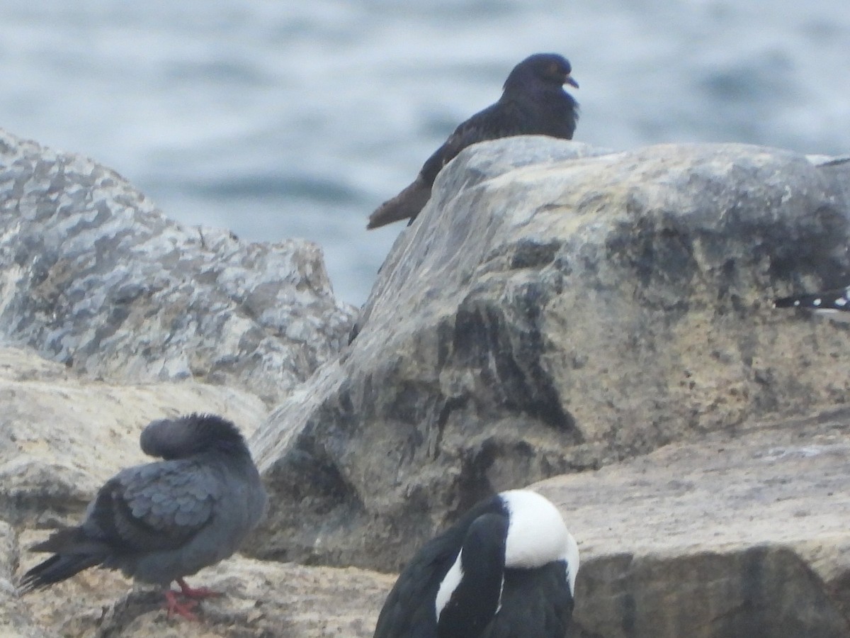 Rock Pigeon (Feral Pigeon) - ML613410482