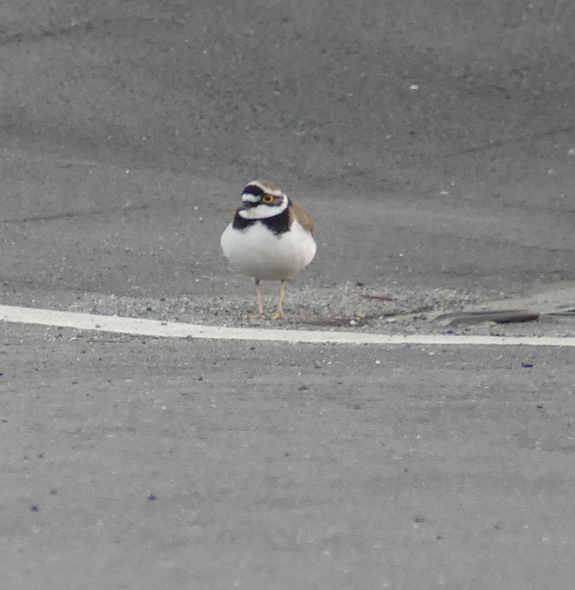 Little Ringed Plover (curonicus) - ML613410937