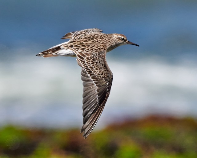 Sharp-tailed Sandpiper undergoing Definitive Prebasic Molt. - Sharp-tailed Sandpiper - 