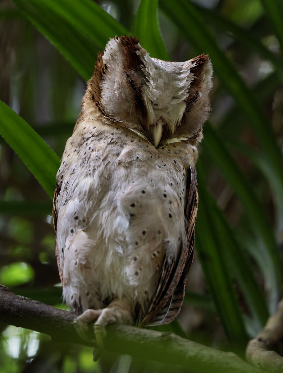 Sri Lanka Bay-Owl - ML613411275