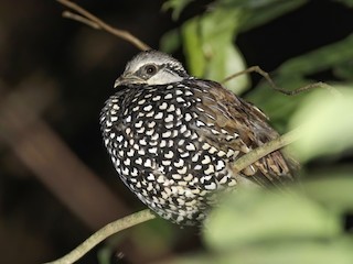  - Latham's Francolin