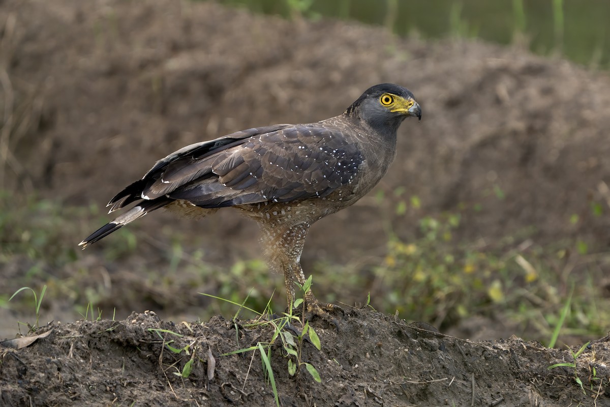 Crested Serpent-Eagle - ML613411380