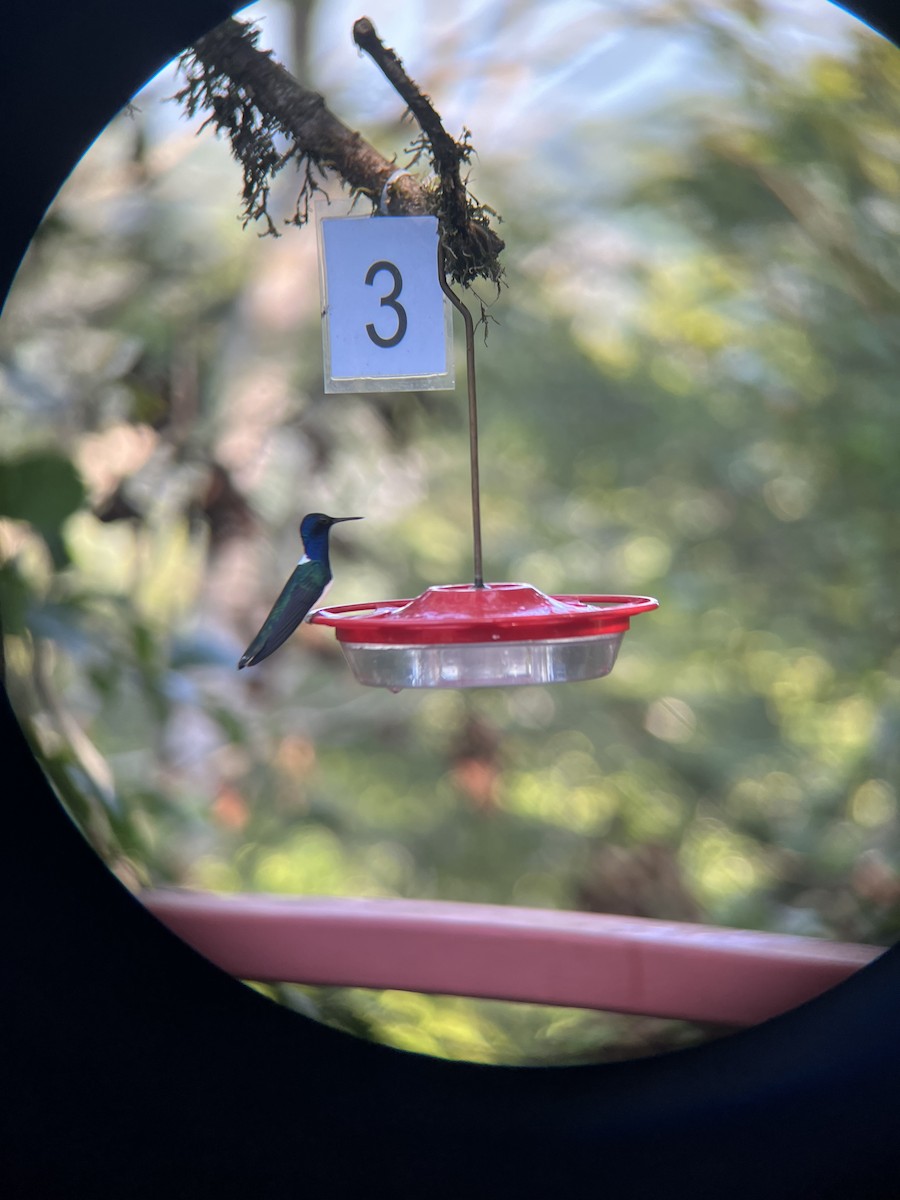 eBird Checklist 11 Jan 2024 Canopy Tower 31 species