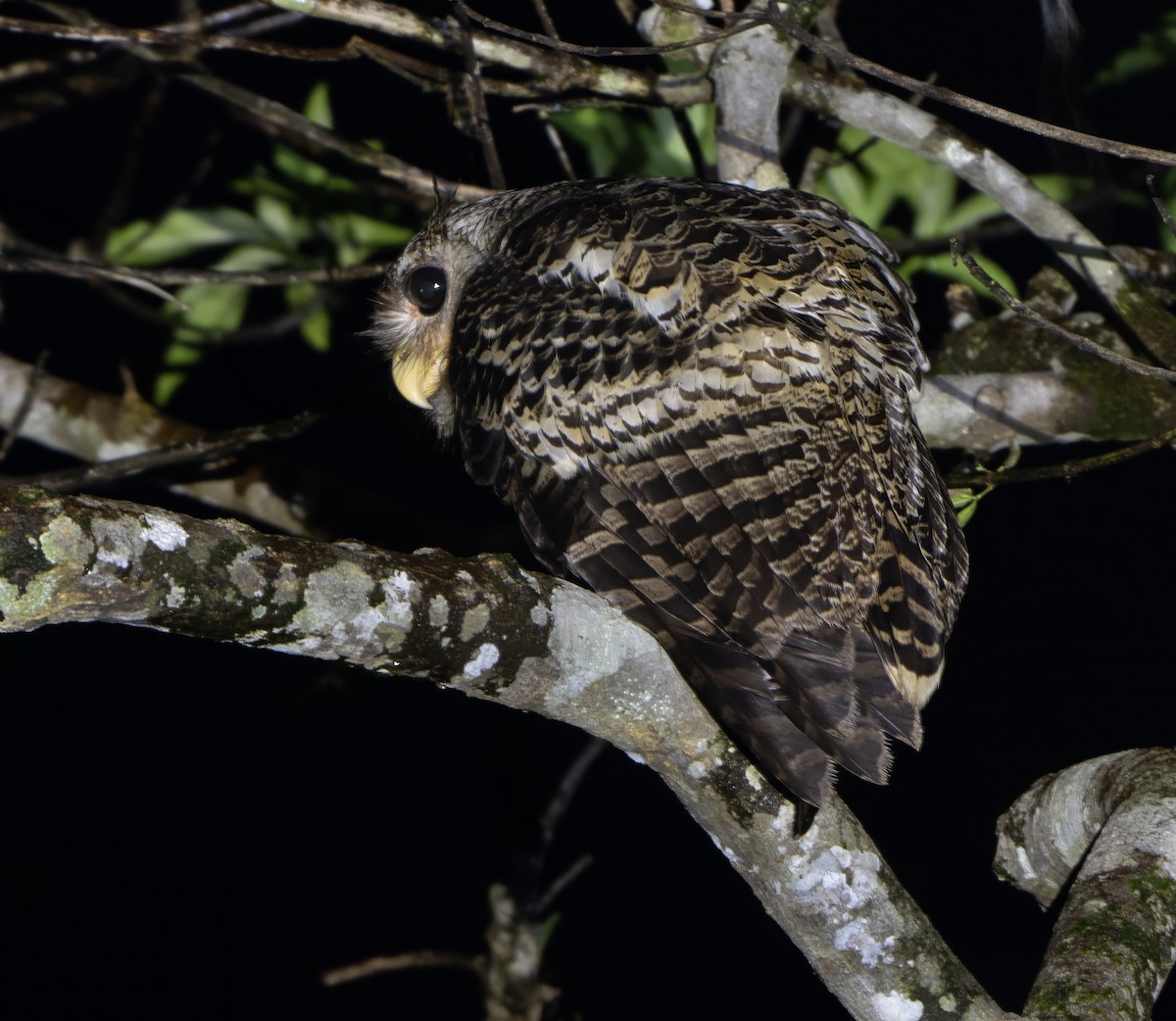 Spot-bellied Eagle-Owl - ML613411484