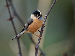  - Black-browed Tit (Rufous-fronted)
