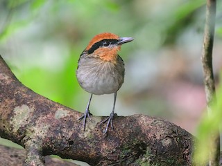  - Rufous-crowned Antpitta