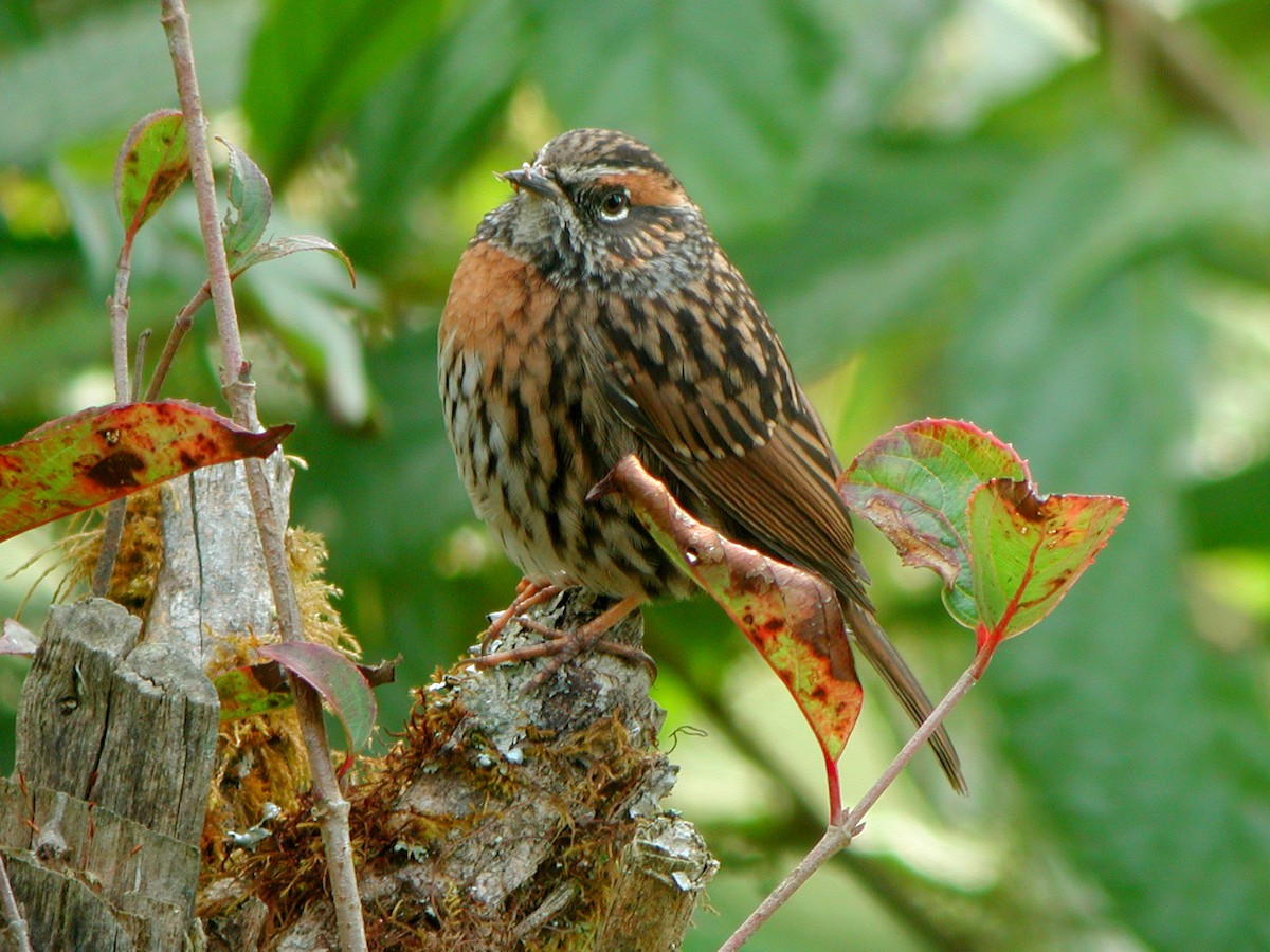 Rufous-breasted Accentor - ML613411751