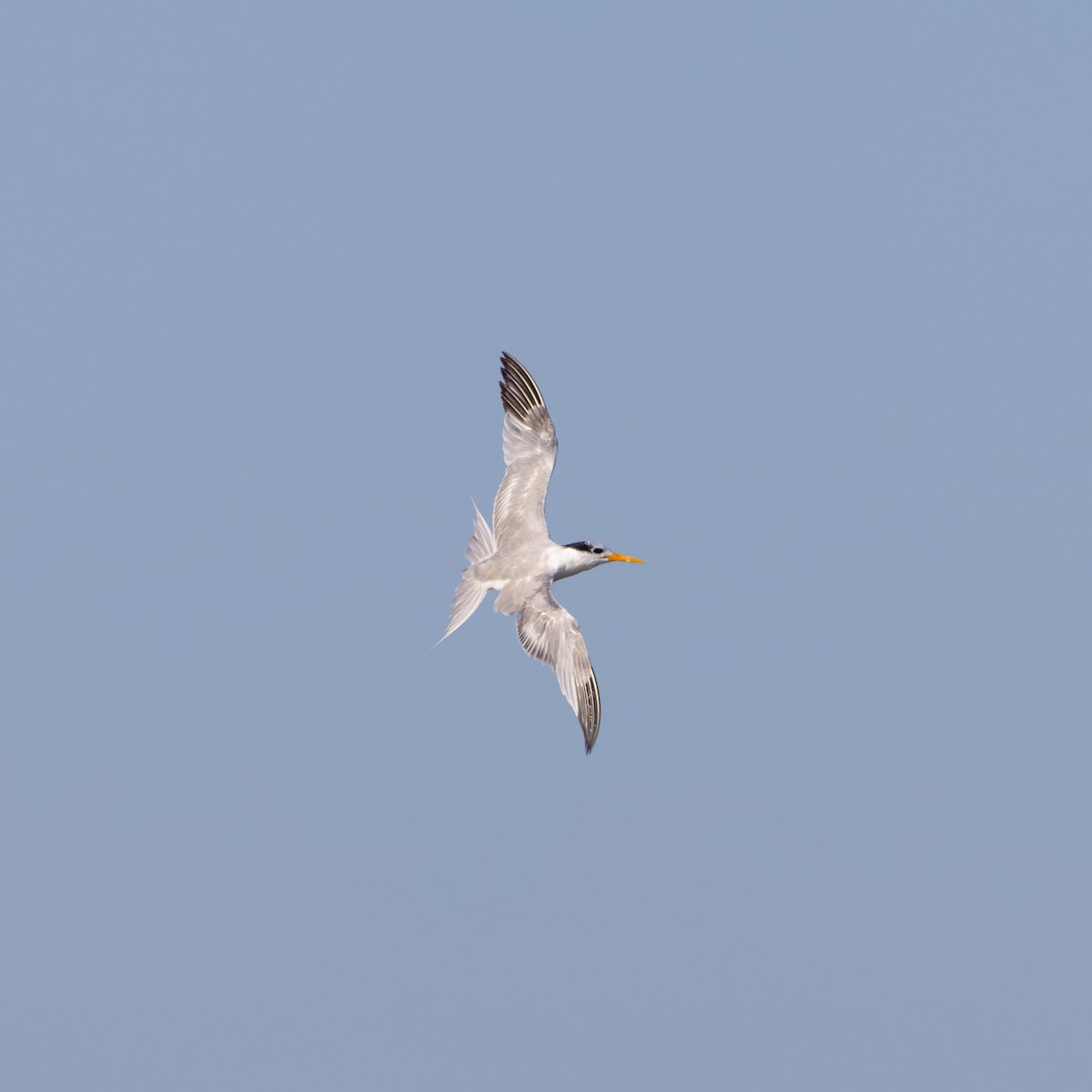 Lesser Crested Tern - ML613411784