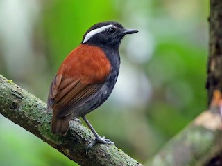  - Black-bellied Gnateater