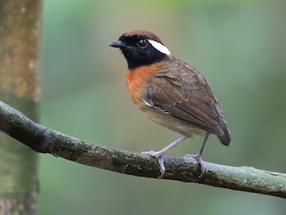  - Chestnut-belted Gnateater