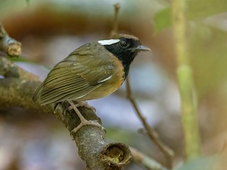  - Black-breasted Gnateater