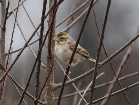 Clay-colored Sparrow - ML613411968