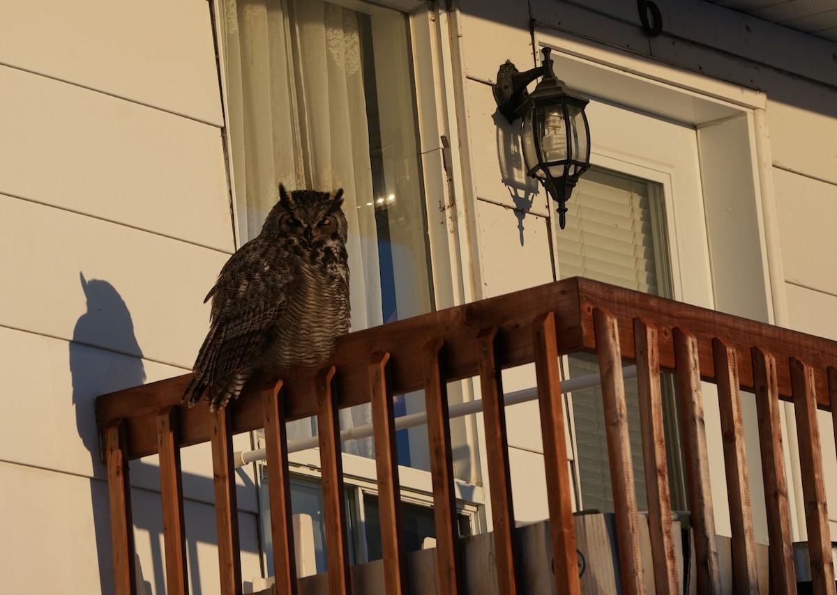 Great Horned Owl - ML613412061