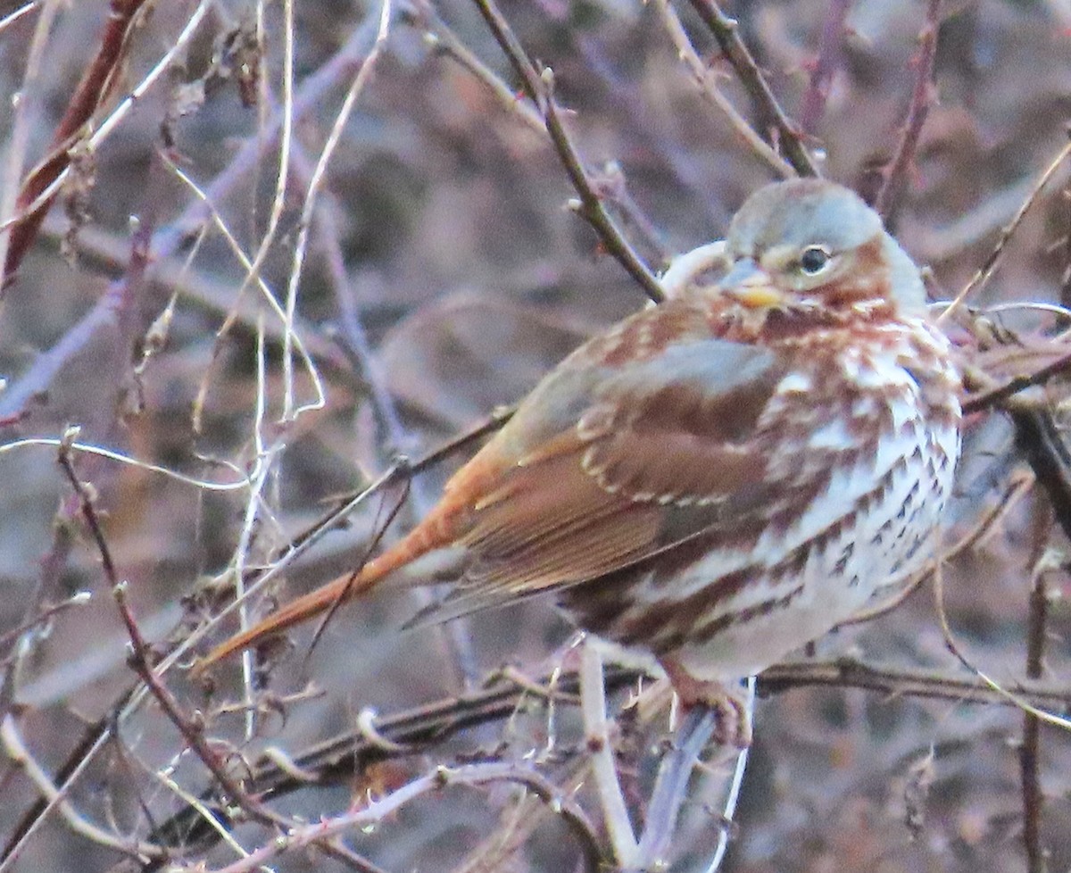 Fox Sparrow (Red) - ML613412214