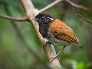  - Hooded Gnateater