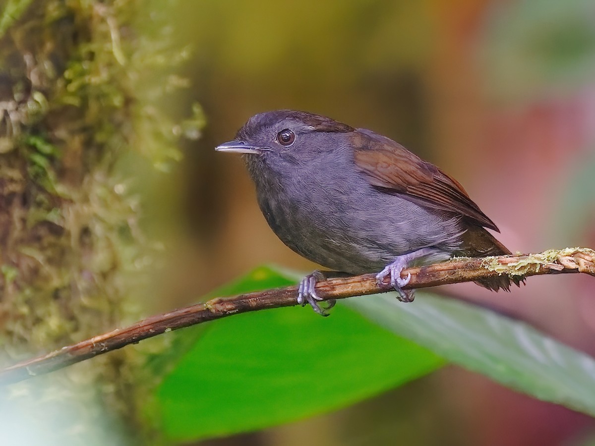 Slaty Gnateater - Conopophaga ardesiaca - Birds of the World