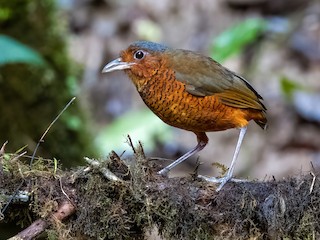  - Giant Antpitta