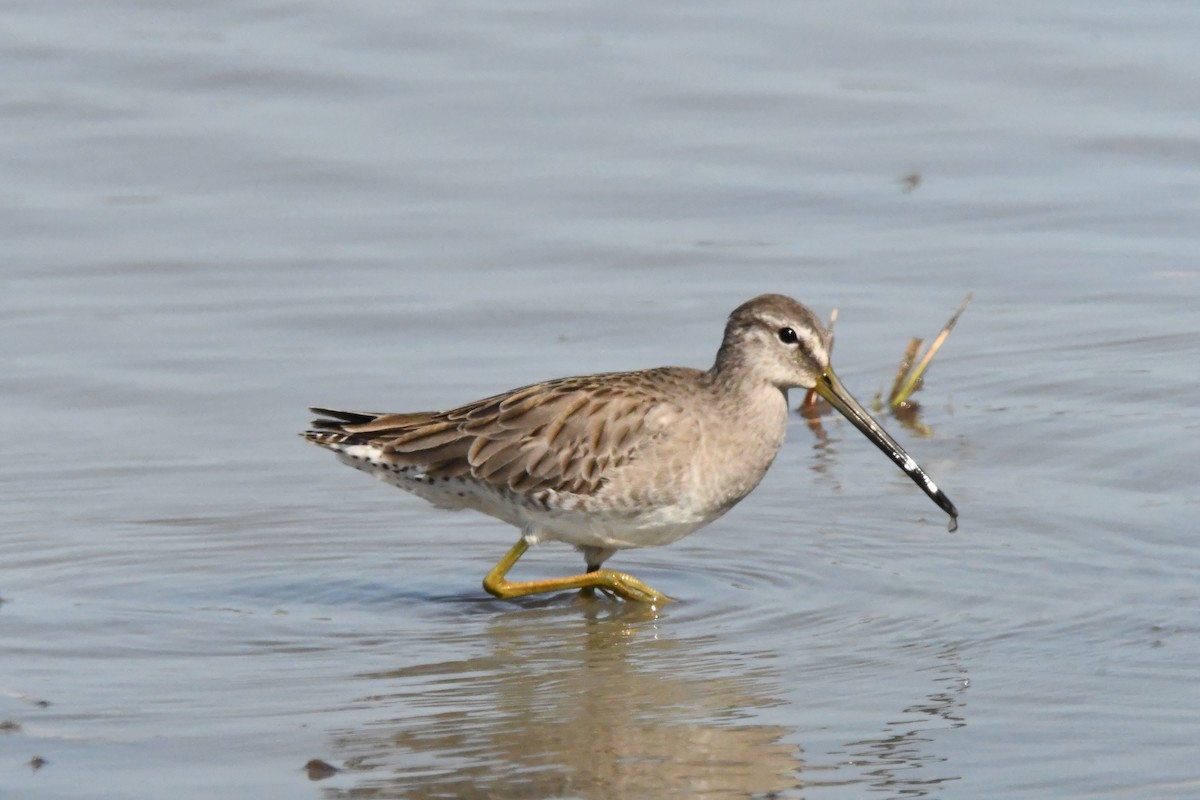 Long-billed Dowitcher - ML613412476