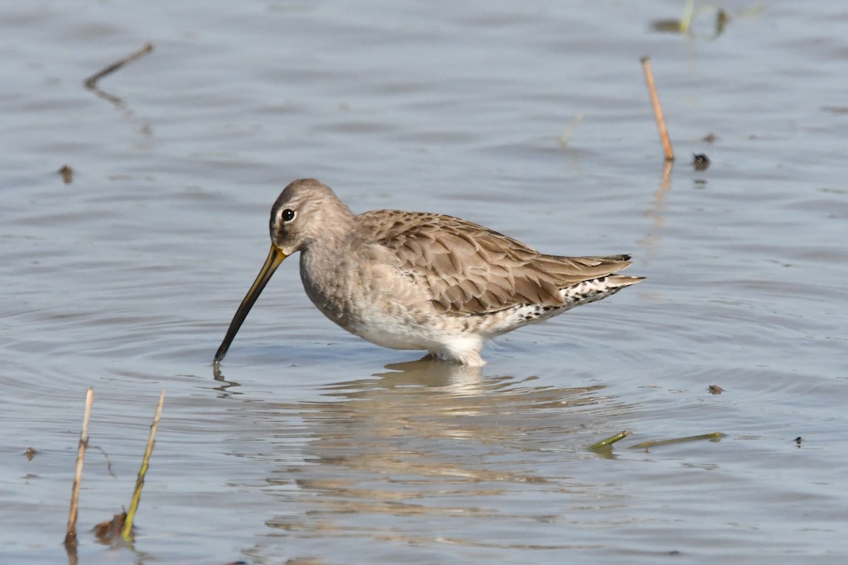 Long-billed Dowitcher - ML613412477
