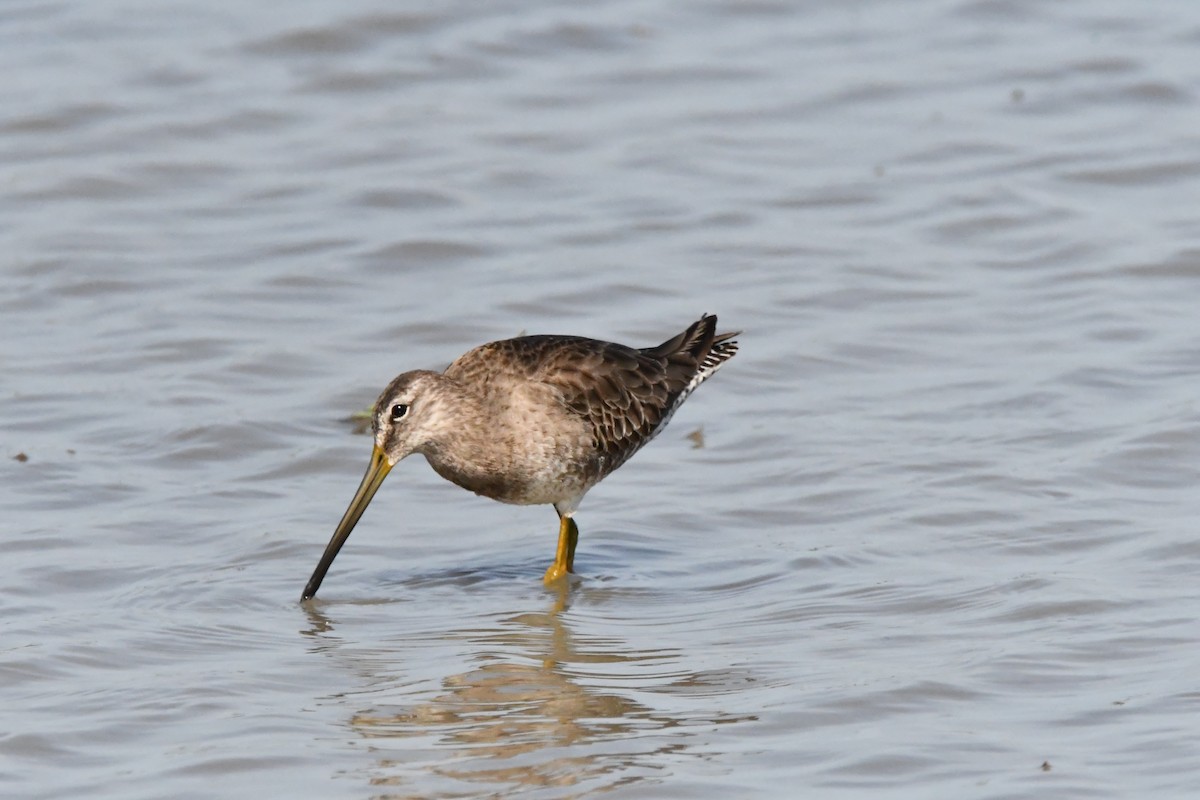 Long-billed Dowitcher - ML613412479
