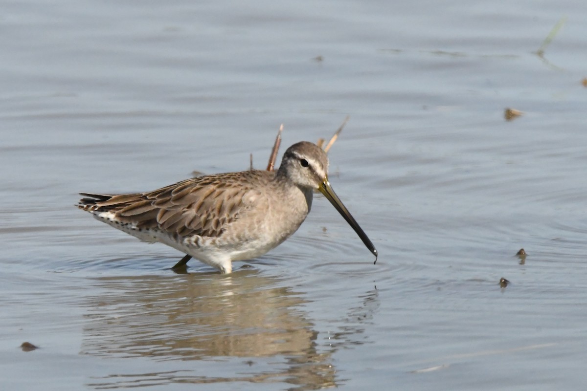 Long-billed Dowitcher - ML613412480