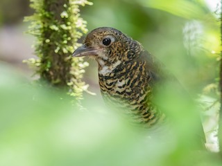  - Great Antpitta
