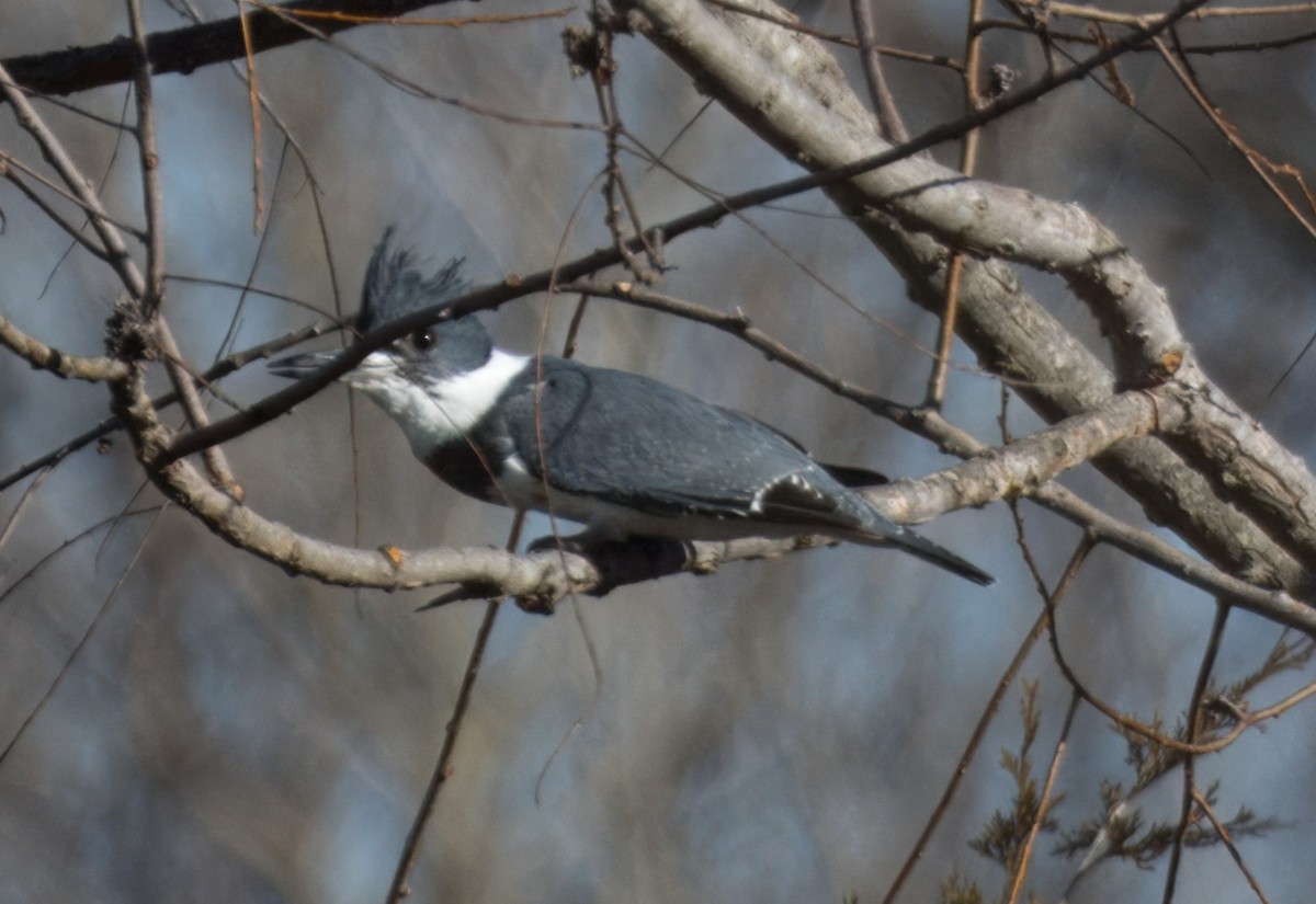 Belted Kingfisher - ML613412609