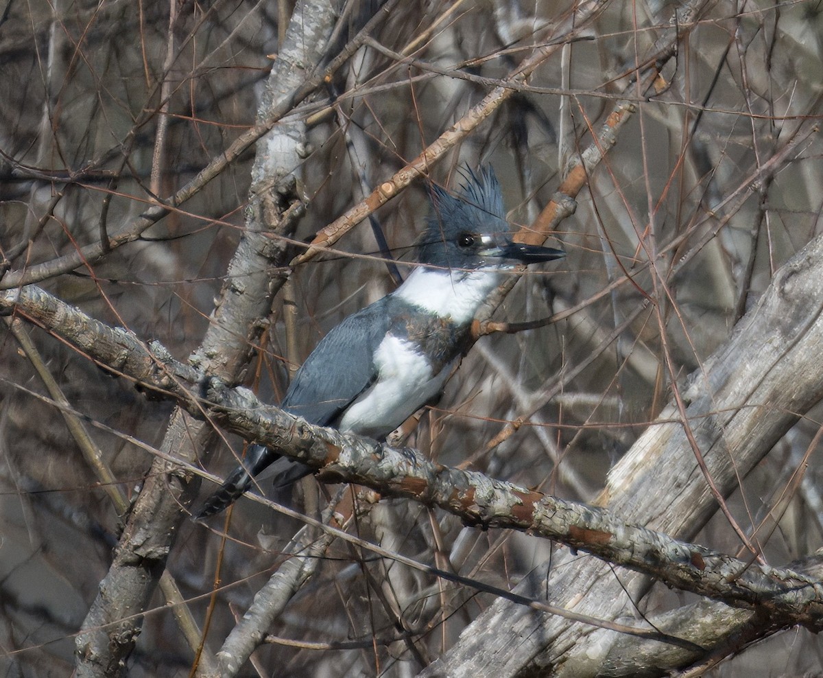 Belted Kingfisher - ML613412610