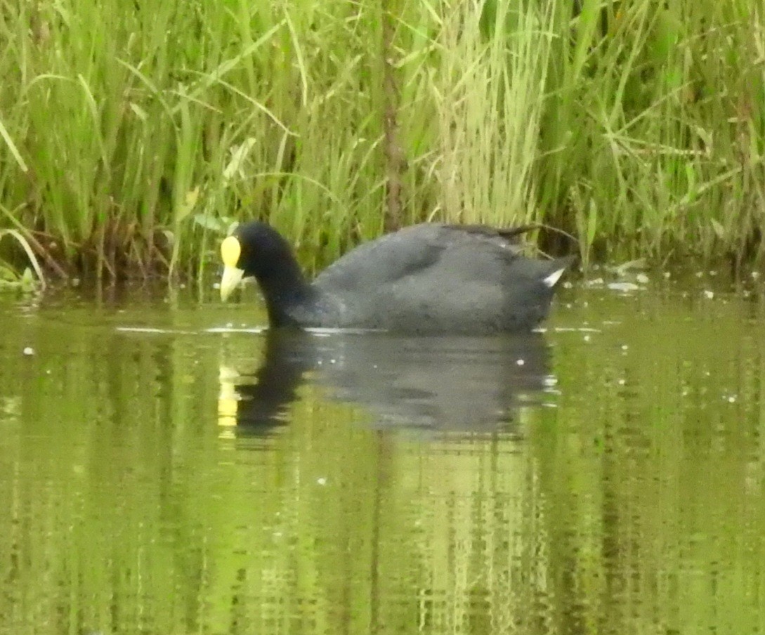 White-winged Coot - ML613412661