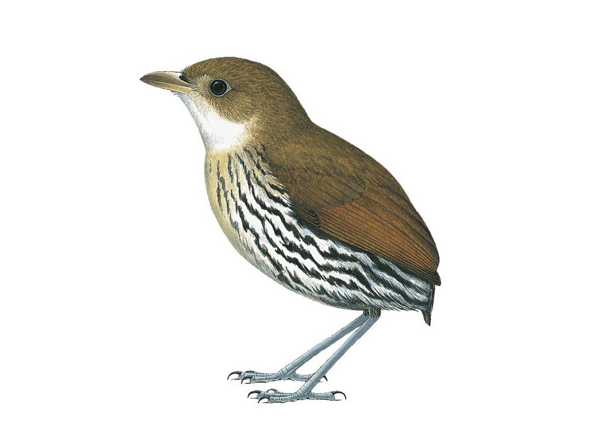 Elusive Antpitta - Grallaria eludens - Birds of the World