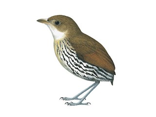  - Elusive Antpitta