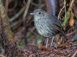  - Cundinamarca Antpitta