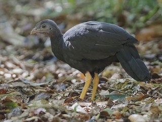  - Yellow-legged Brushturkey