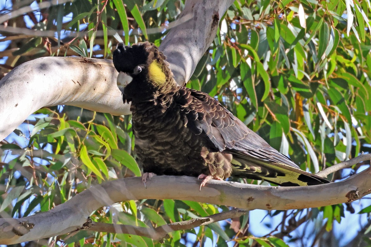 Yellow-tailed Black-Cockatoo - ML613413207