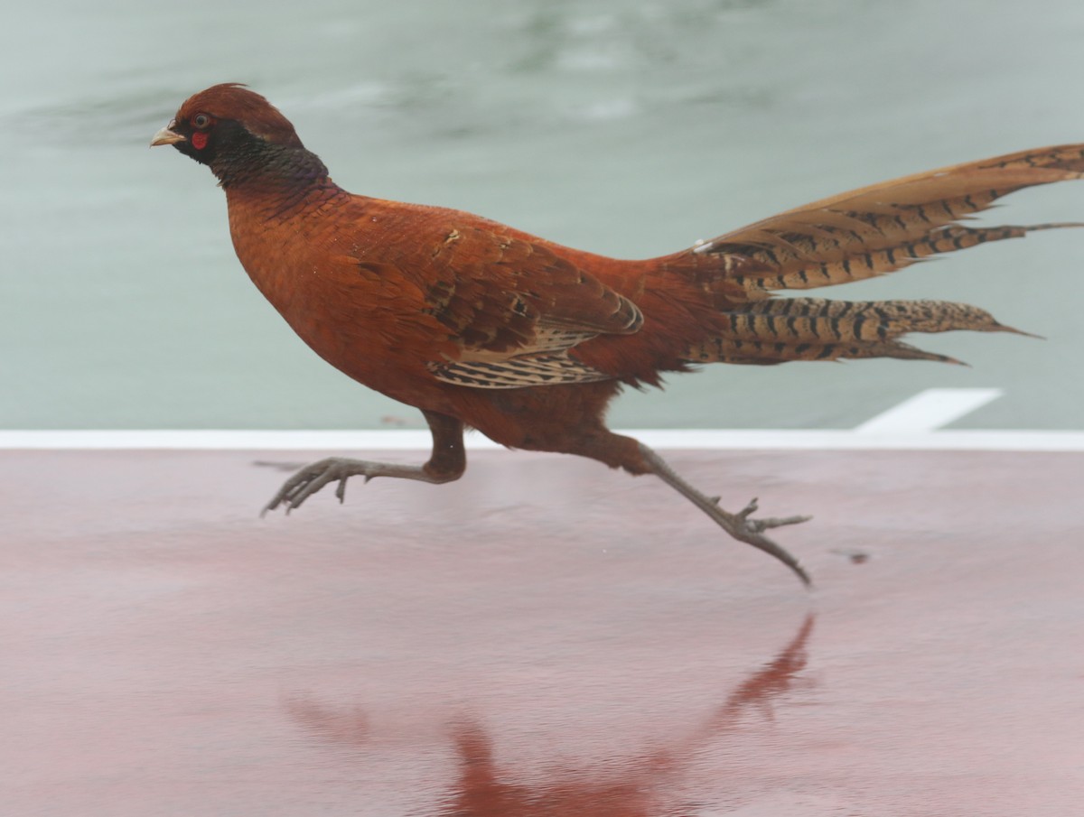 pheasant sp. - Bobby Brown