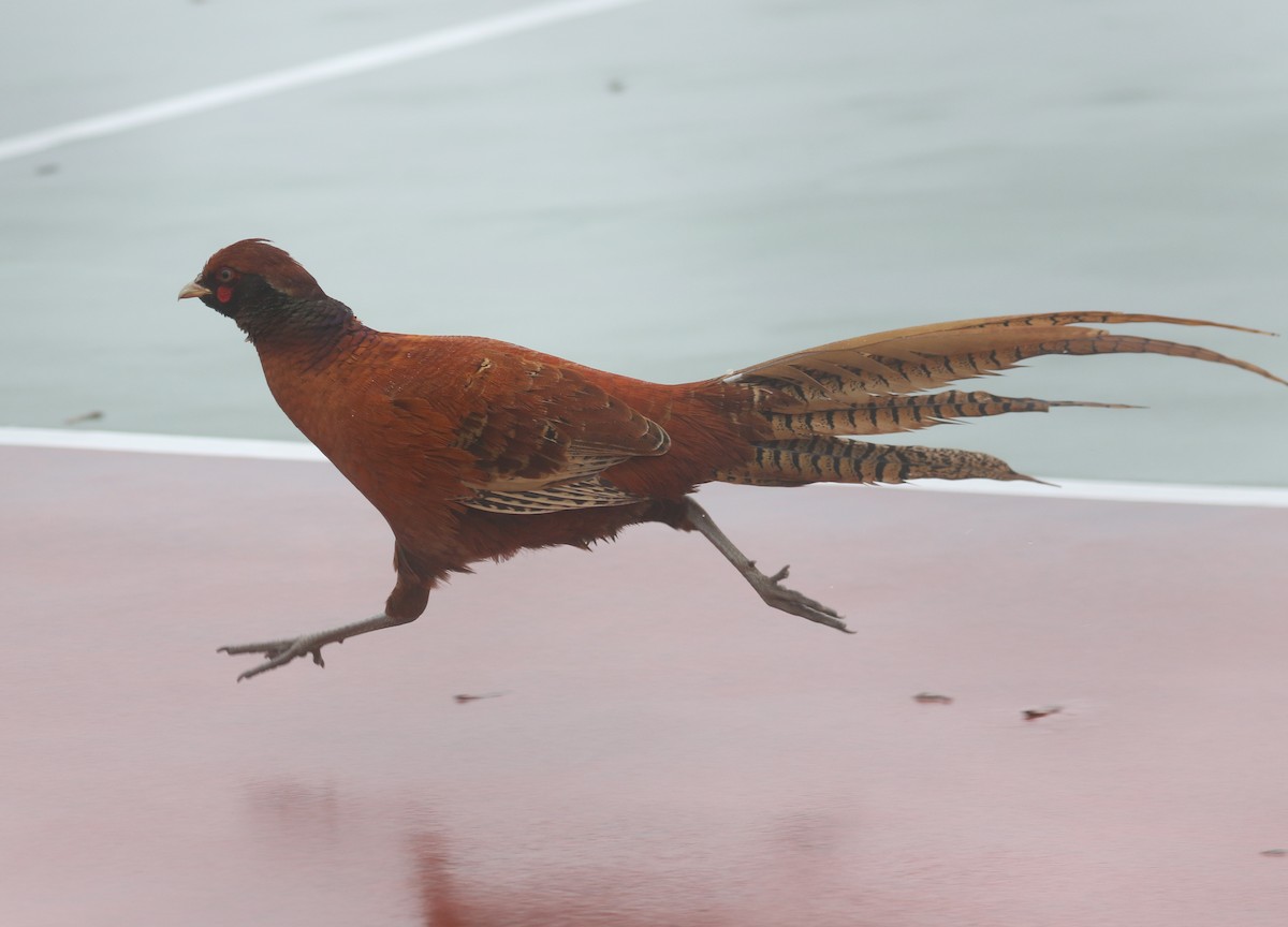 pheasant sp. - Bobby Brown