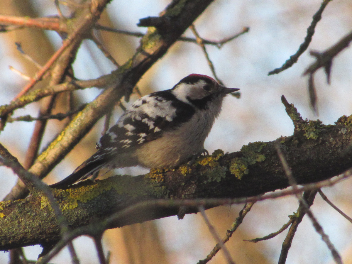 Lesser Spotted Woodpecker - ML613413393