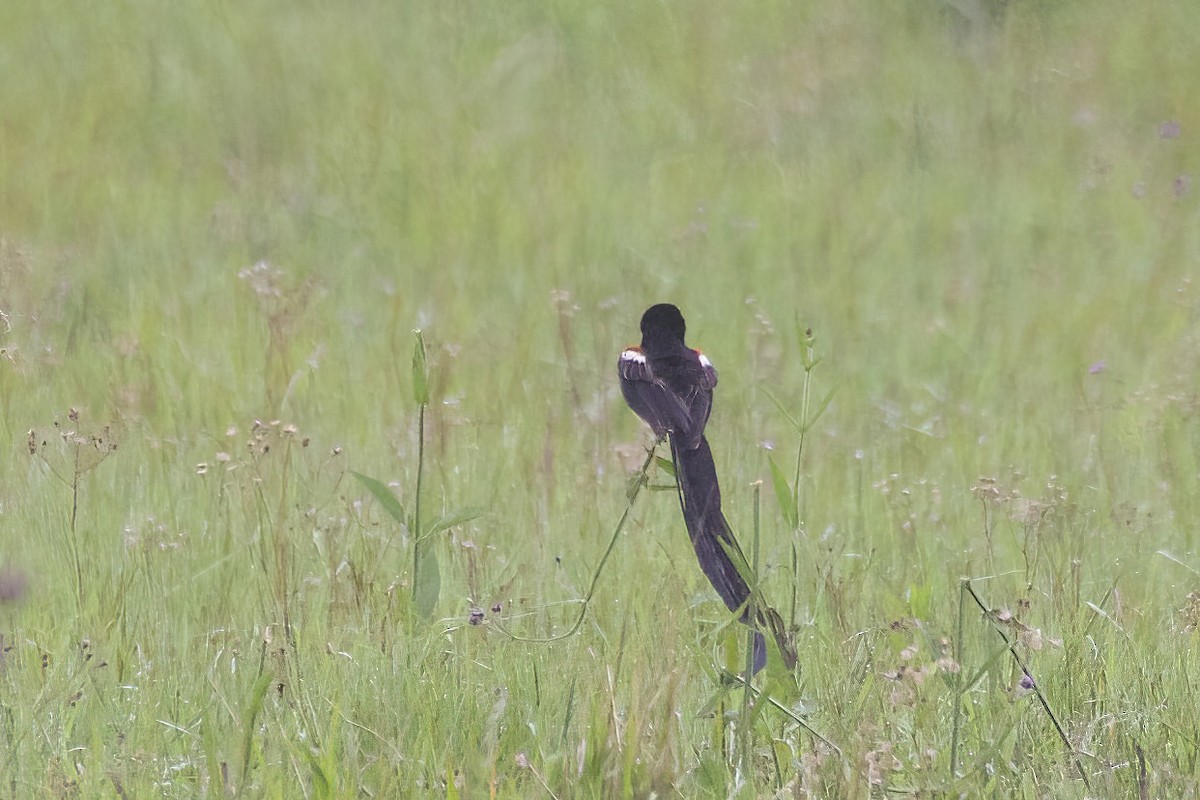 Long-tailed Widowbird - ML613413500