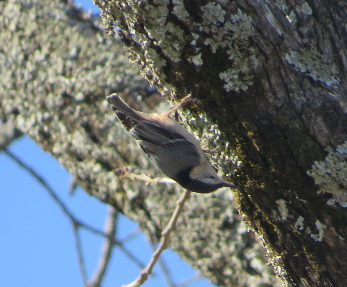 White-breasted Nuthatch - Devin Moon