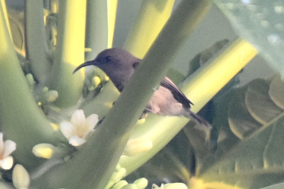 Seychelles Sunbird - Bill Blodgett iii