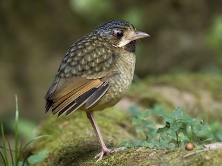  - Variegated Antpitta